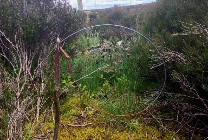 Ruabon moor stinkpit and animal snare