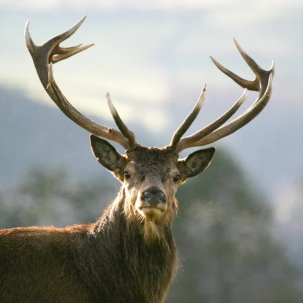 Deer hunting, stag hunting in England and Wales