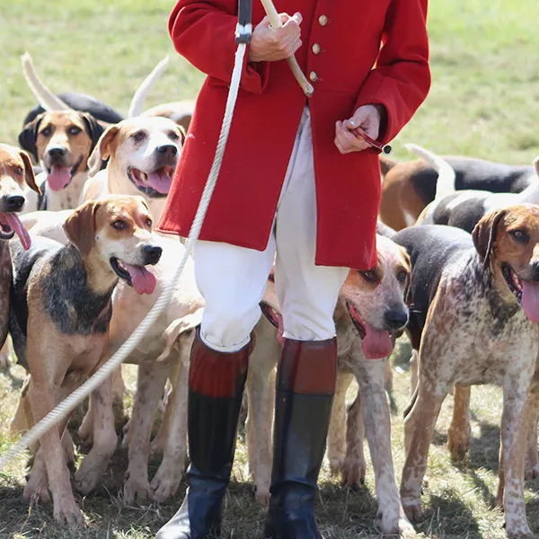 Fox hunting in England and Wales
