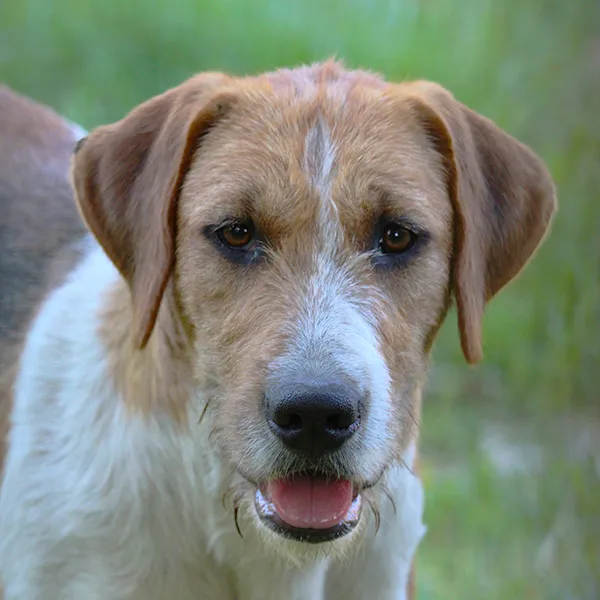 Hounds in England and Wales