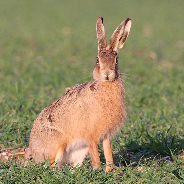 Hare Hunting in England and Wales
