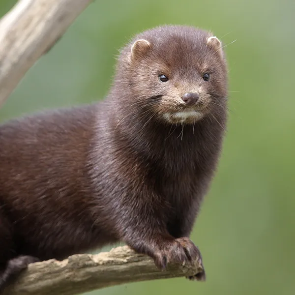 Mink hunting in the England and Wales