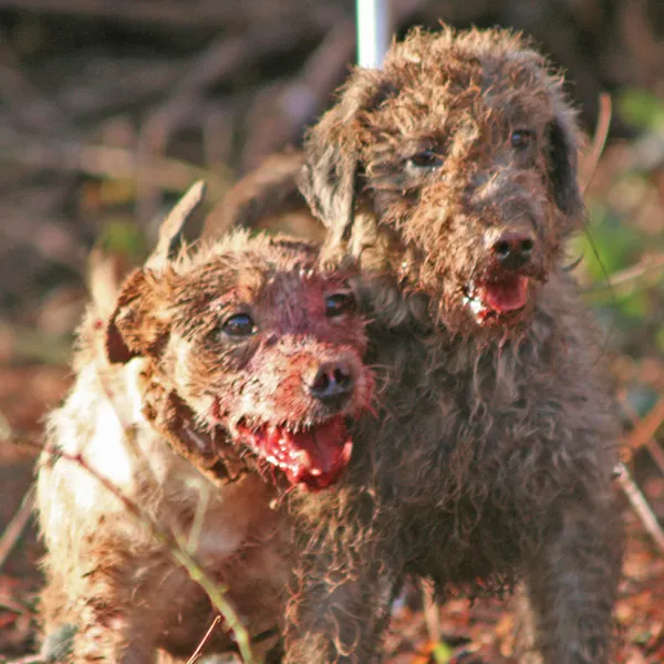 Terriers used by terriermen and hunts