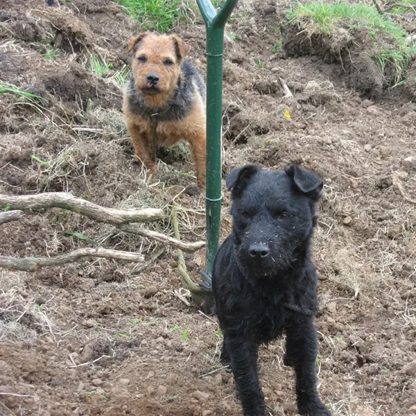 Terrier work hunt foxes and badgers