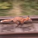 Police probe ‘illegal hunt’ after hounds chase fox along railway line