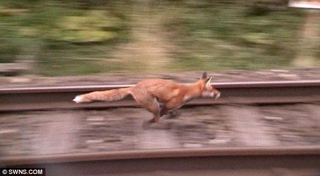 The fox is shown sprinting along the railway tracks, having been filmed by anti-hunt campaigners