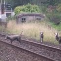 South Shropshire Hunt hound killed by train