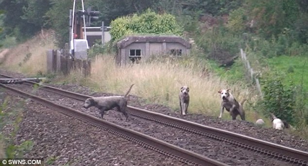 Lost the scent? Hounds are shown on the track - witnesses say that there were up to a dozen on the rails, minutes before a train zooms past
