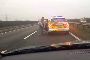 Hound dies after New Year’s Day hunt spills onto dual carriageway