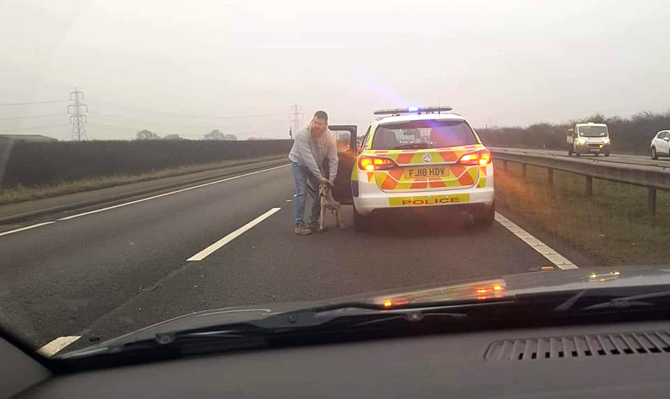 South Notts Hunt foxhound (Image: Nottingham Hunt Saboteurs)