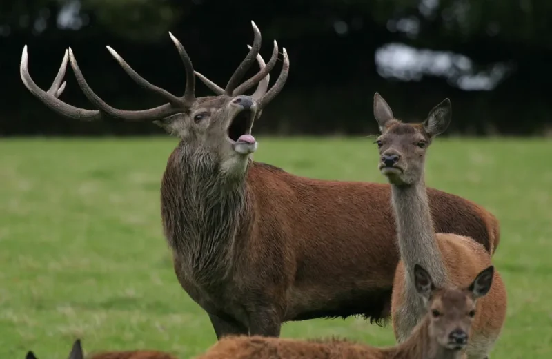 Red deer - A stag and hinds are hunted for sport