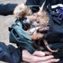 Fox ripped to pieces by the Surrey Union Hunt