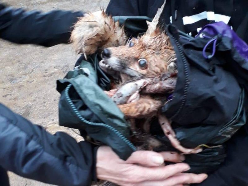 Fox ripped to pieces by the Surrey Union Hunt