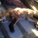 Surrey police spark outrage after suggesting fox died after running into path of hounds