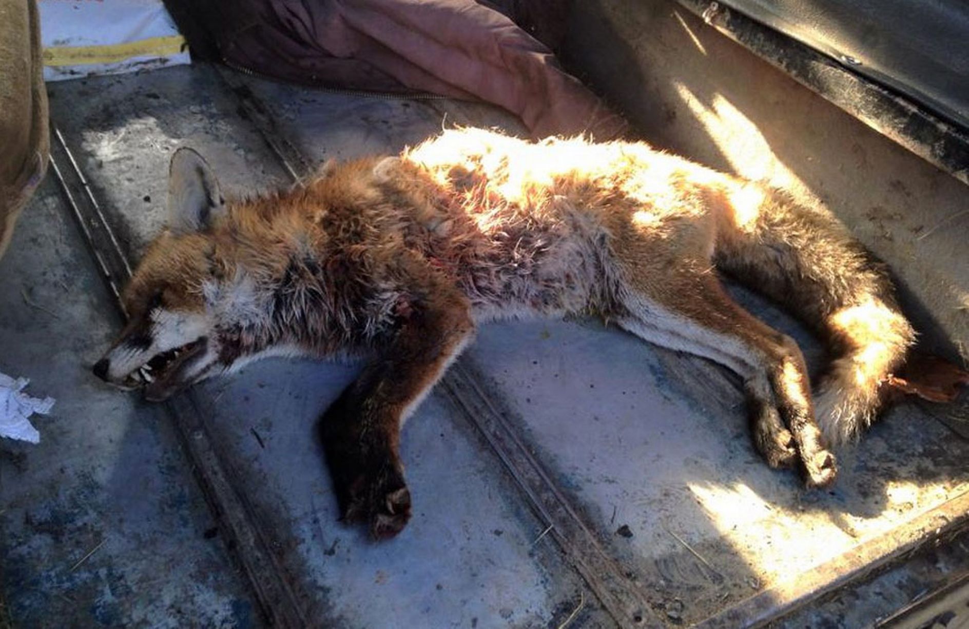 Surrey Union Hunt kill fox