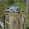 North Yorkshire gamekeeper secretly filmed setting an illegal trap