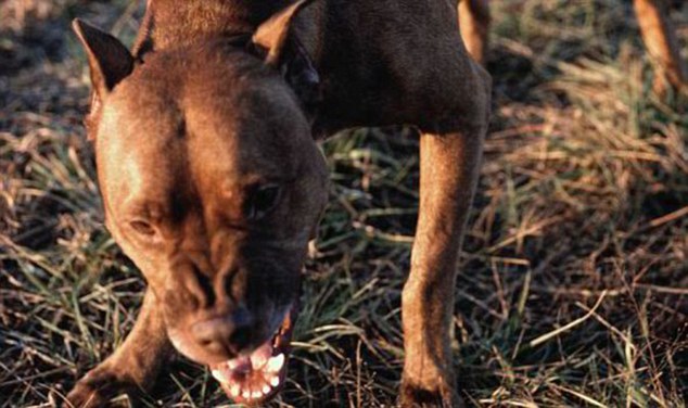 Dog owners brag on Facebook about illegal fights with foxes