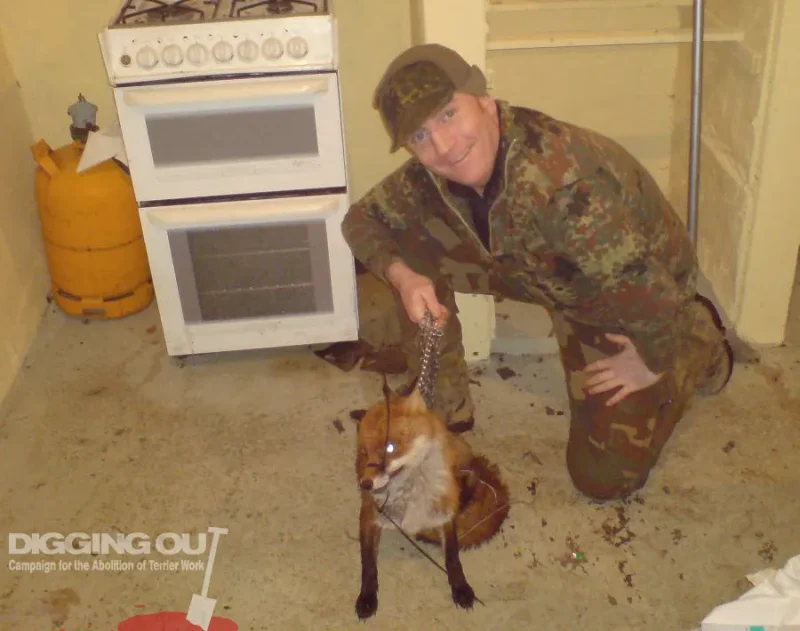 Terrier Work: Captive fox with cable ties around its mouth