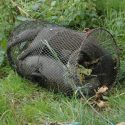 Otter family drowned after getting caught in illegal net trap