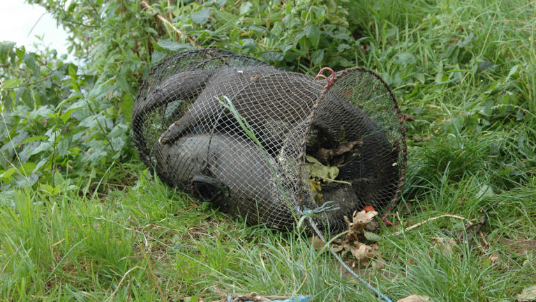 Three otters die in crayfish nets in East Lothian