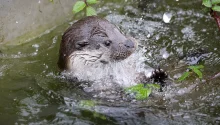 UK Wild Otter Trust - Tolga