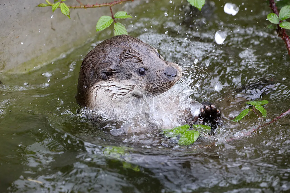 UK Wild Otter Trust - Tolga