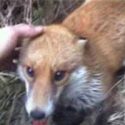 Barbaric Welsh Hunt
