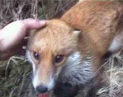 Welsh Hunt dig out