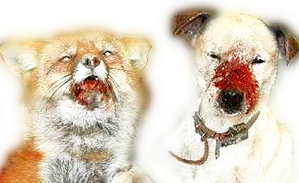 Digging Out - Terrierwork