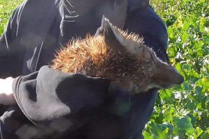 Police launch probe over gruesome footage of huntsman picking up freshly killed fox cubs
