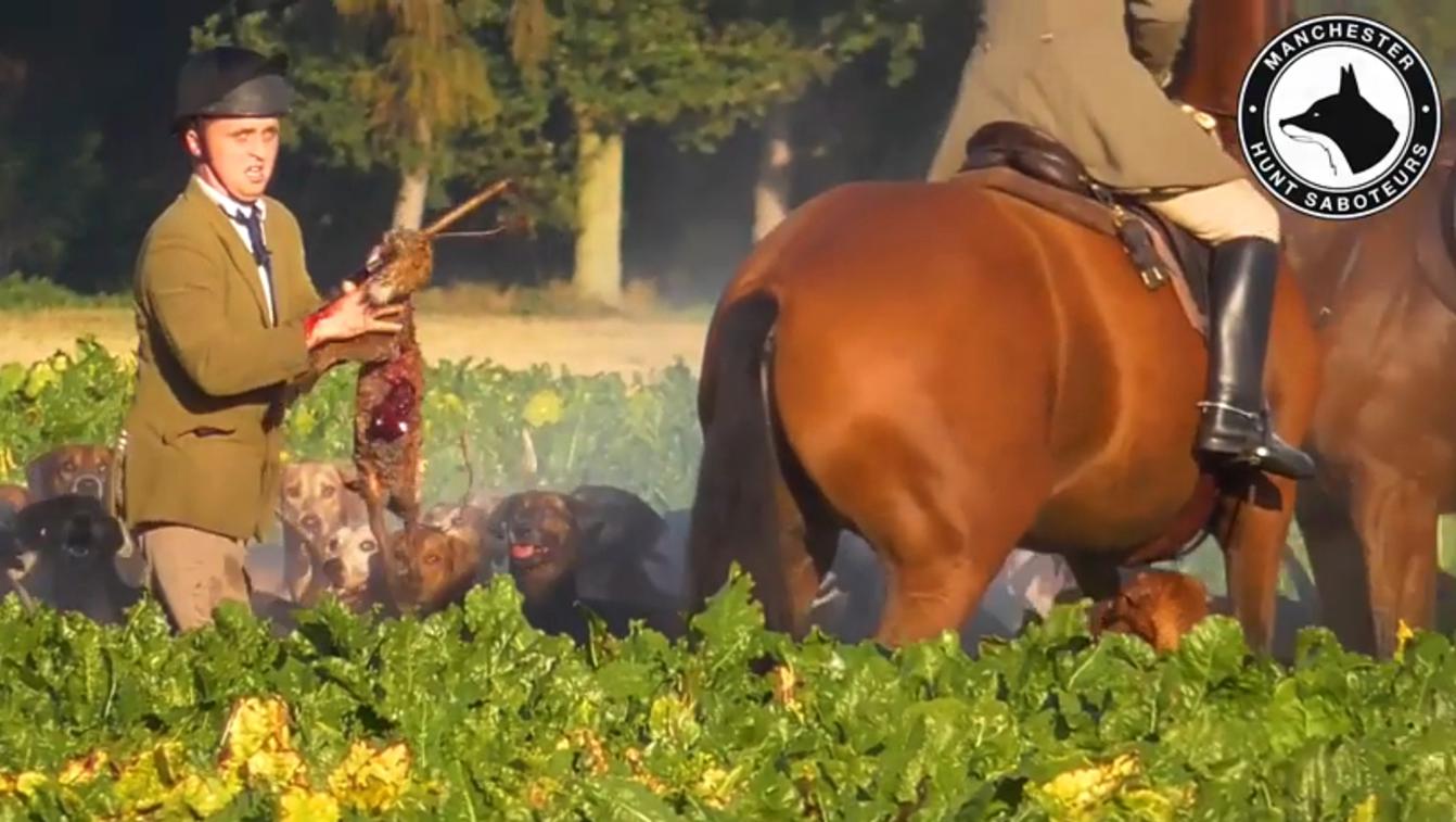 York & Ainsty South Hunt Mark Poskitt is seen picking up the bloodied carcass of a fox cub during hunt