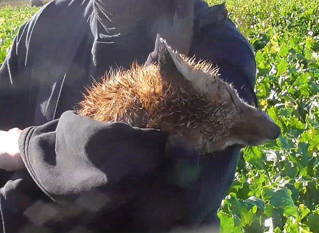 Police launch probe over gruesome footage of huntsman picking up freshly killed fox cubs